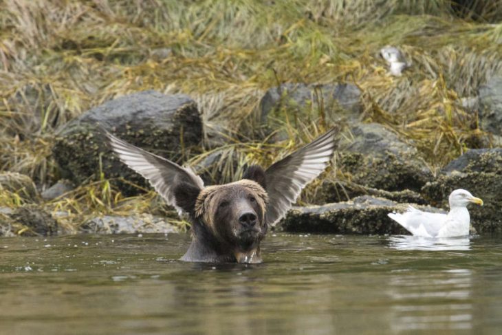 Fotos graciosas de animales