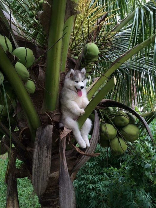 husky palmera