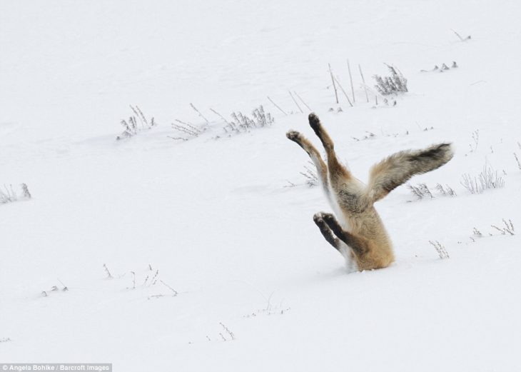 Zorro enterrado en la nieve