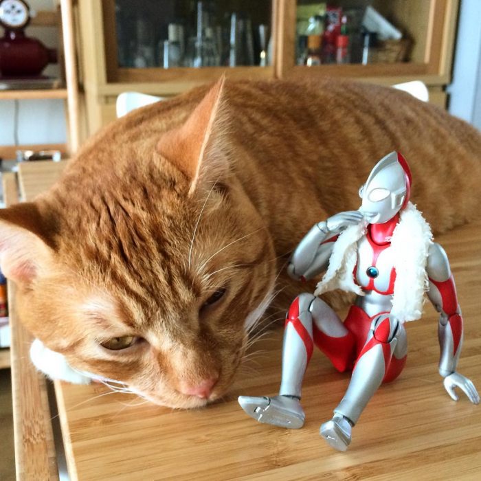 gato Koma Ultraman h