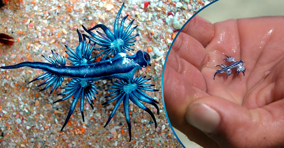 El Dragón Azul Extraña Y Peligrosa Criatura Come Medusas 