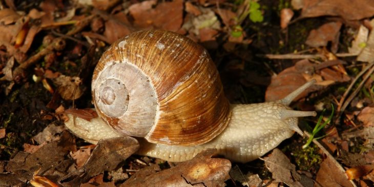 Caracol zurdo