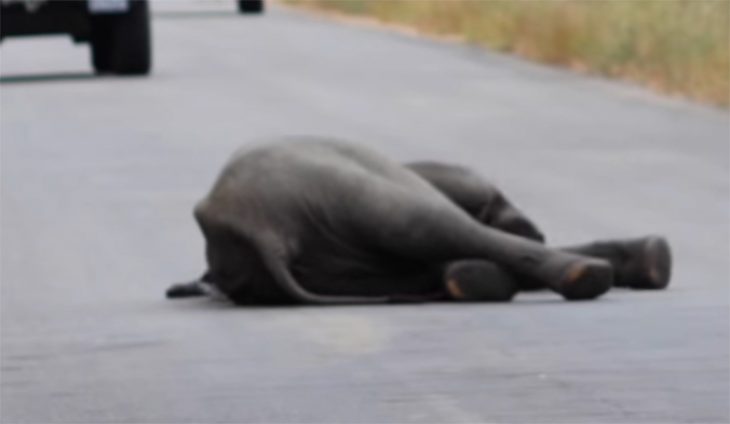 Pequeño elefante en la carretera