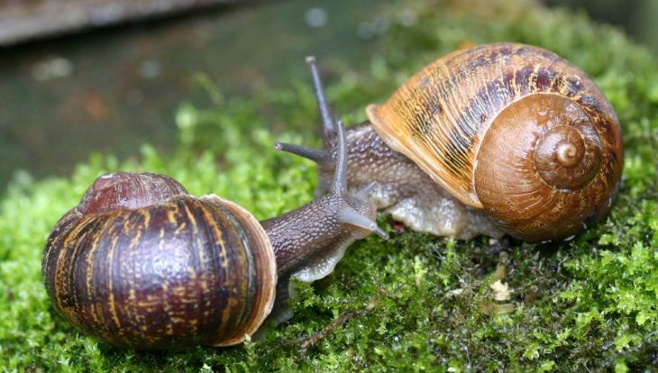 Pareja de caracoles zurdos