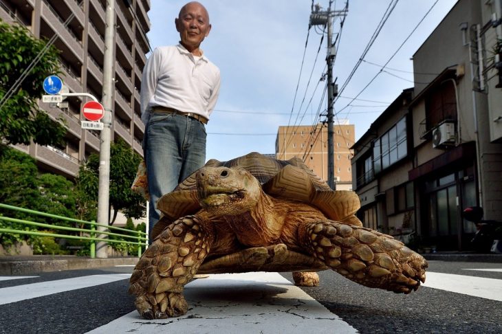 tortuga gigante