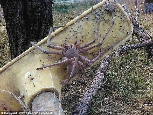Charlotte la araña cazadora más grande del mundo
