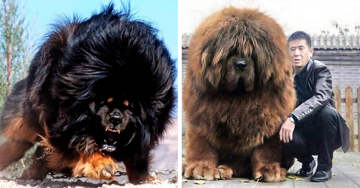Tibetan Dog Names Tibetan Dog Names