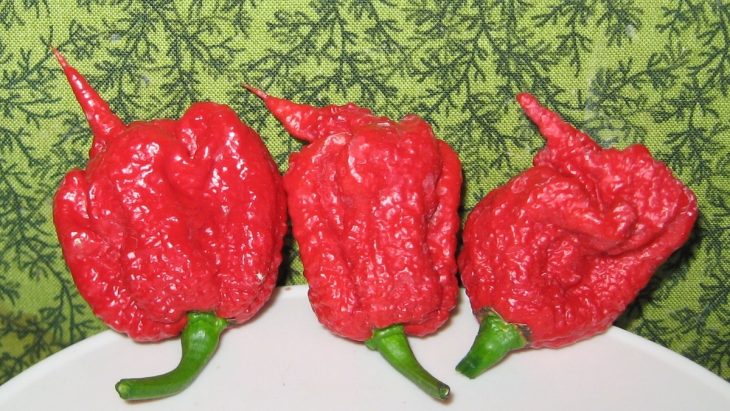 Carolina Reaper