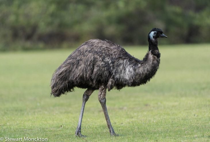 Emú en el campo