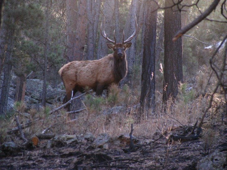 alce bosque