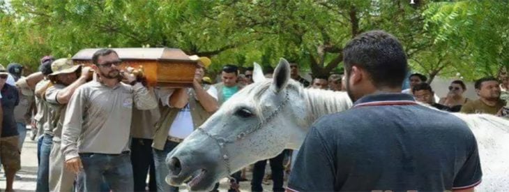 Caballo asiste a funeral de su dueño