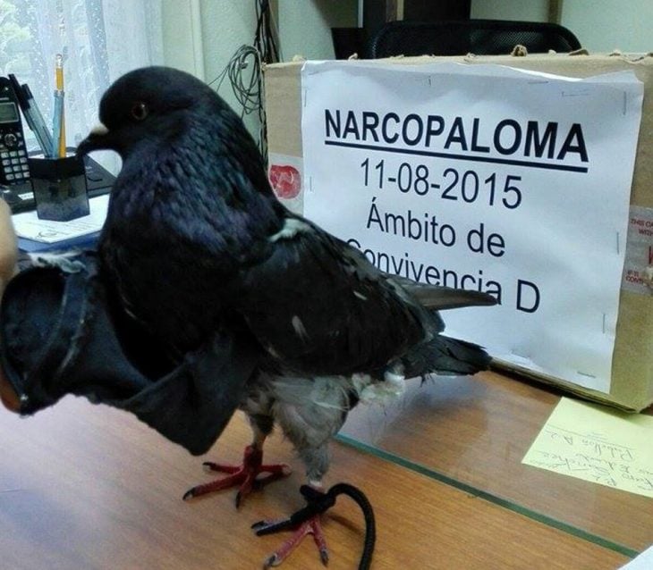 Narcopaloma detenida 