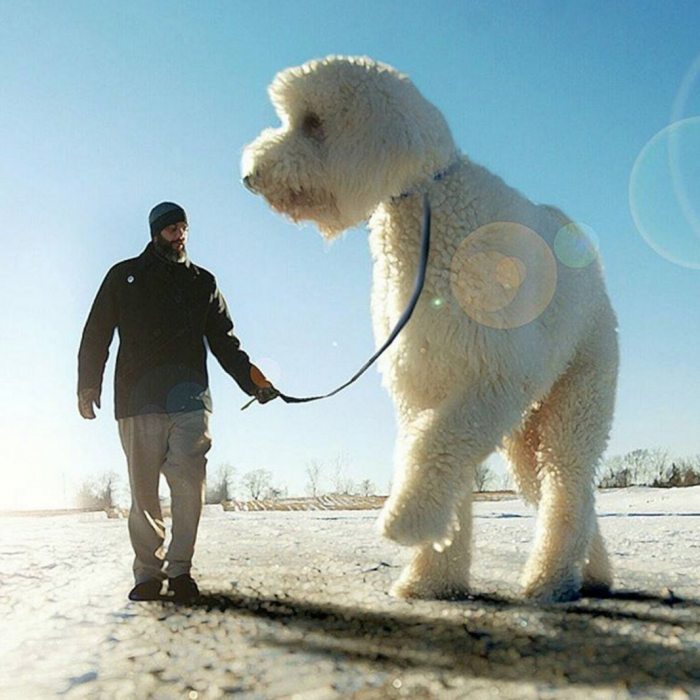 Clein y Juji paseando con correa