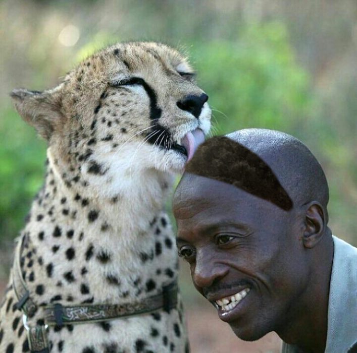 cheeta lamiendo a señor pelo