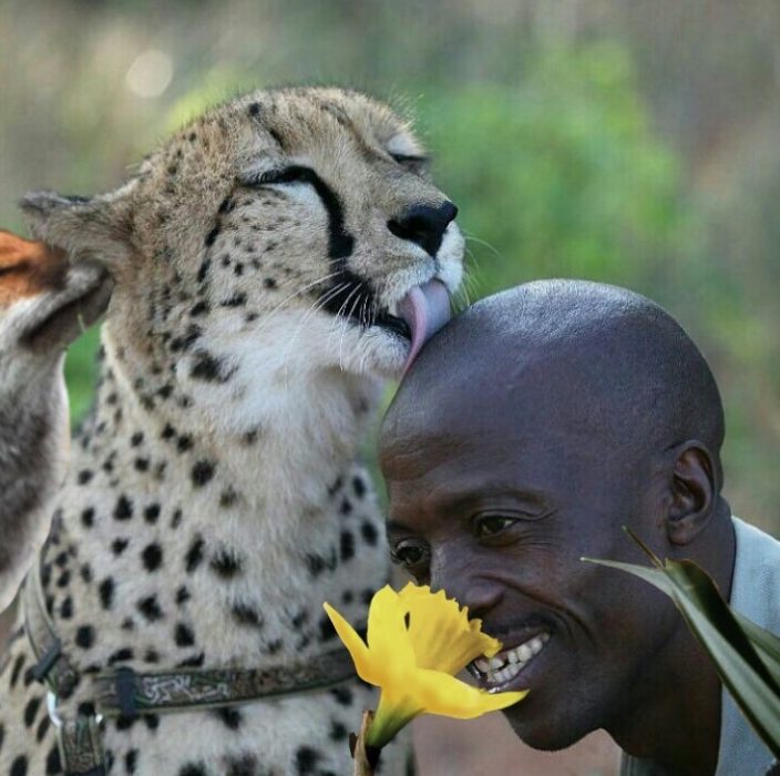 cheeta lamiendo a señor oliendo flor