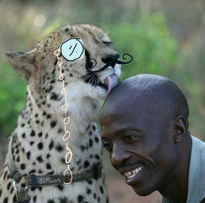 catador cheeta lamiendo a señor