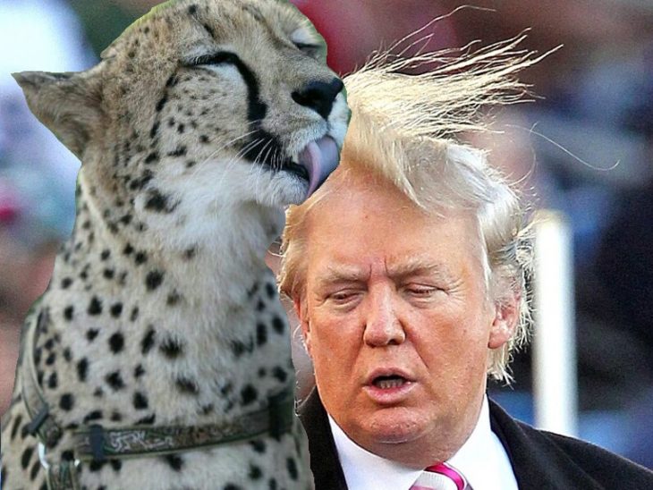 cheeta lamiendo a señor trump