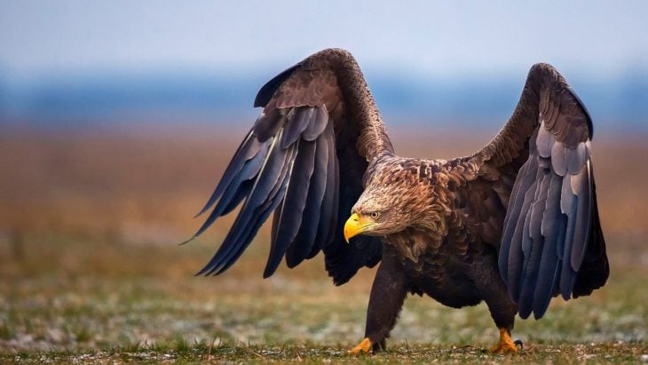 Águila real