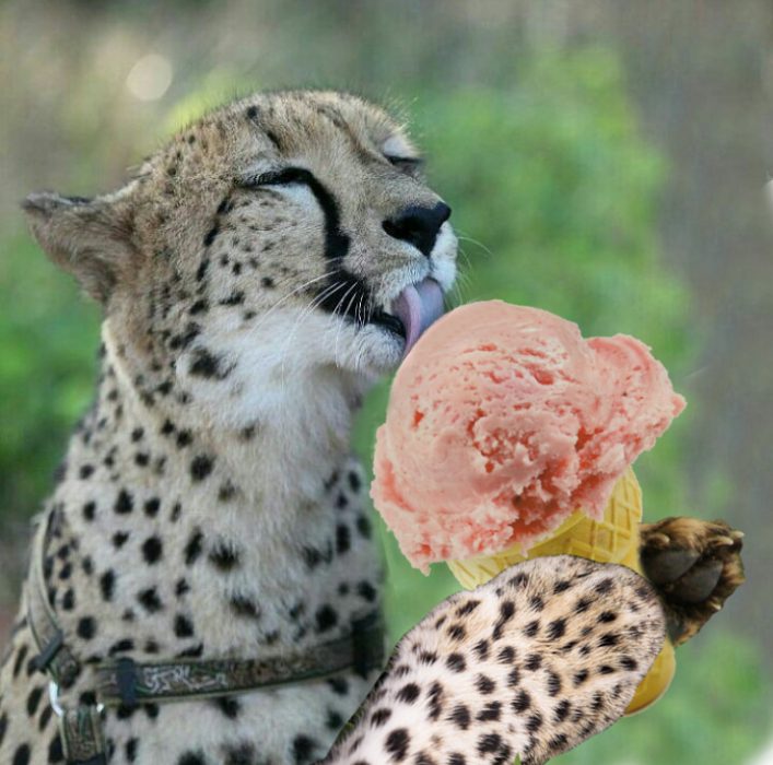 cheeta lamiendo a señor helado