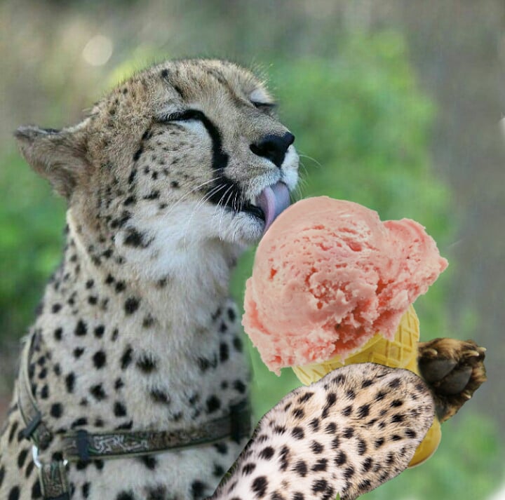Питание леопарда. Животное дж