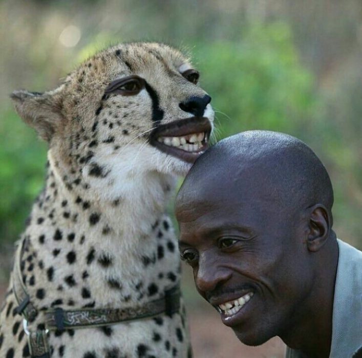 cheeta lamiendo a señor sonrisas