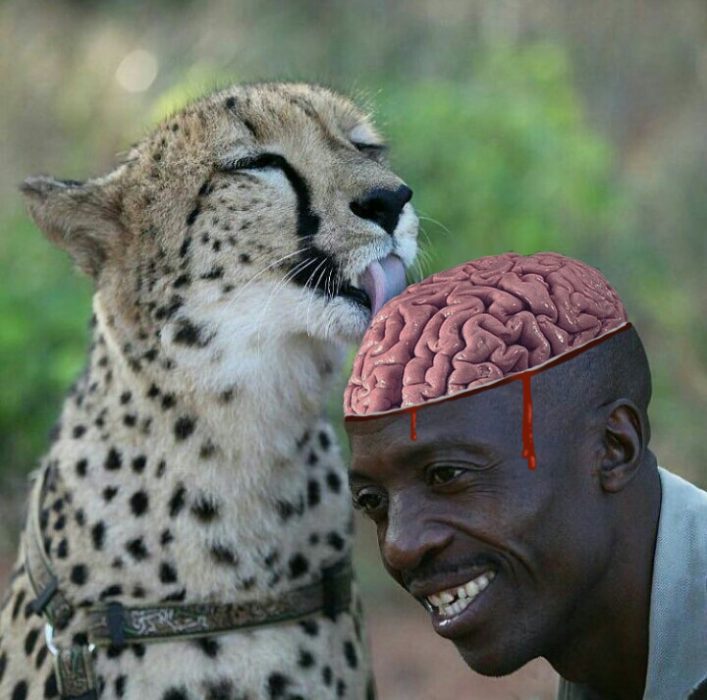 cheeta lamiendo a señor cerebro