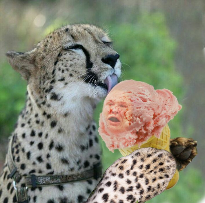 cheeta lamiendo a señor helado