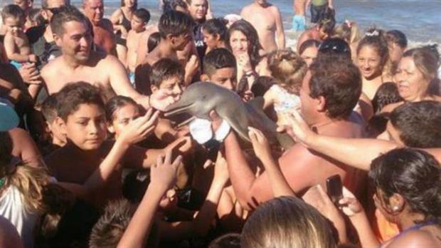 Delfín muere en playa de Santa Teresita