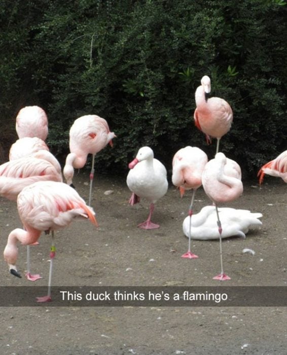 pato flamingo