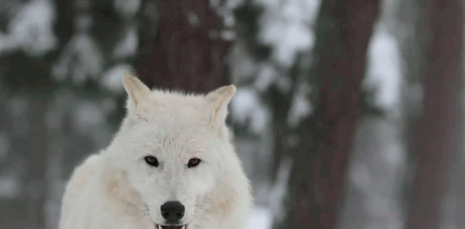 Lobo blanco aullando