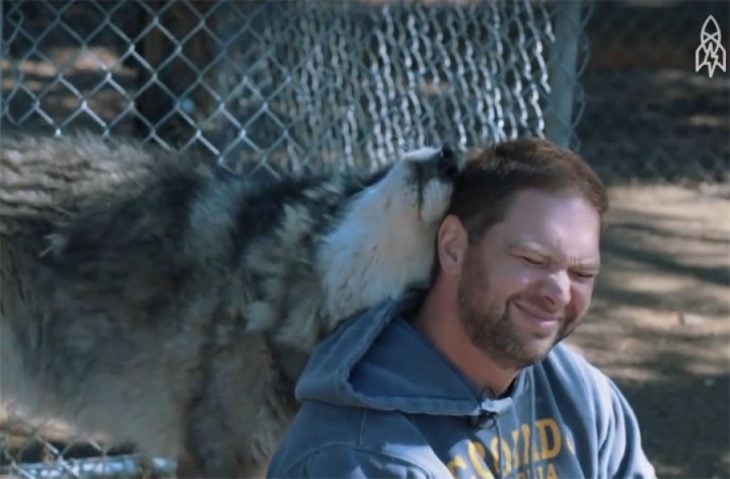 Lobo da cariño a hombre