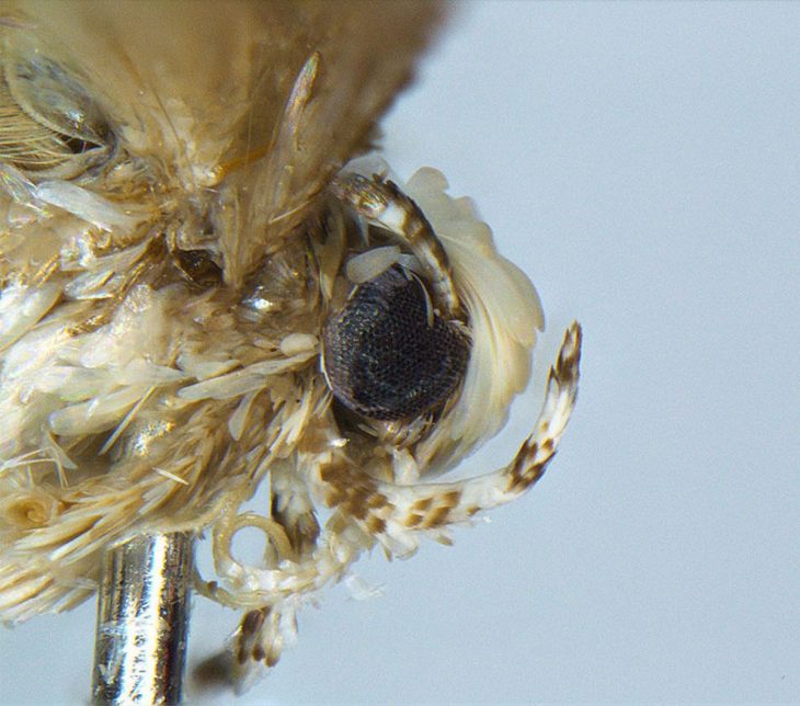 Neopalpa donaldtrumpi