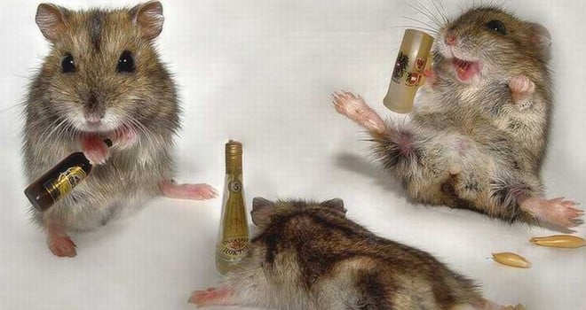 Ratones alcohólicos