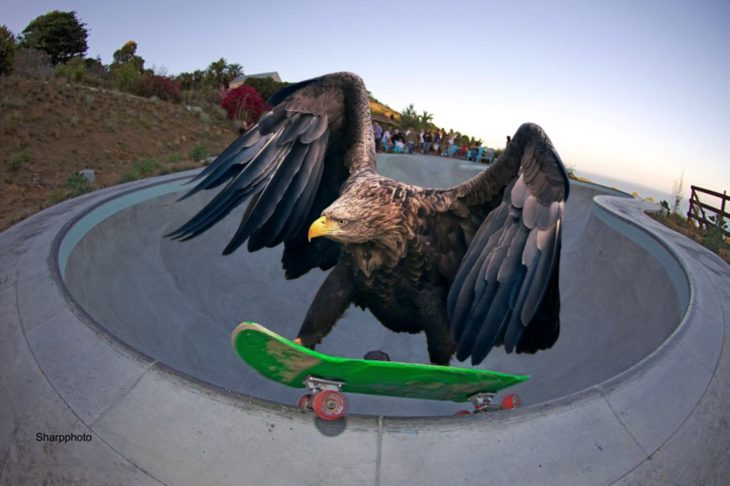 Batalla PS Águila patineta