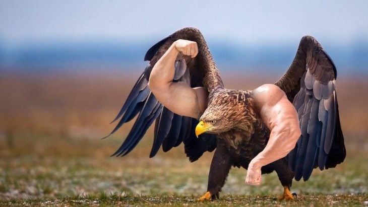 Batalla PS Águila músculos 