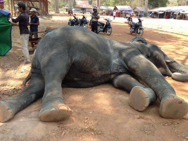 elefante muerto angkor