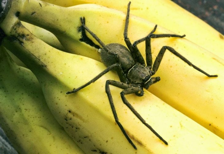 armadeira en platanos