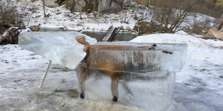 Zorro congelado en cubo de hielo