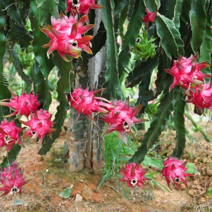 pitaya