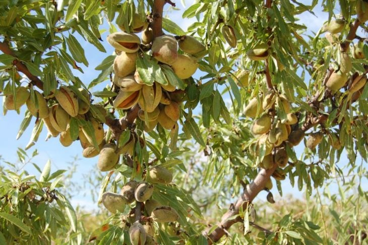 almendras