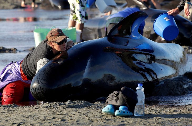 Ayudando a una ballena