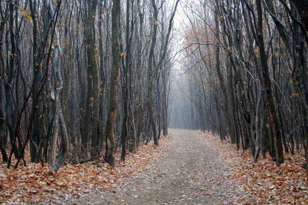 Bosque en Rumania