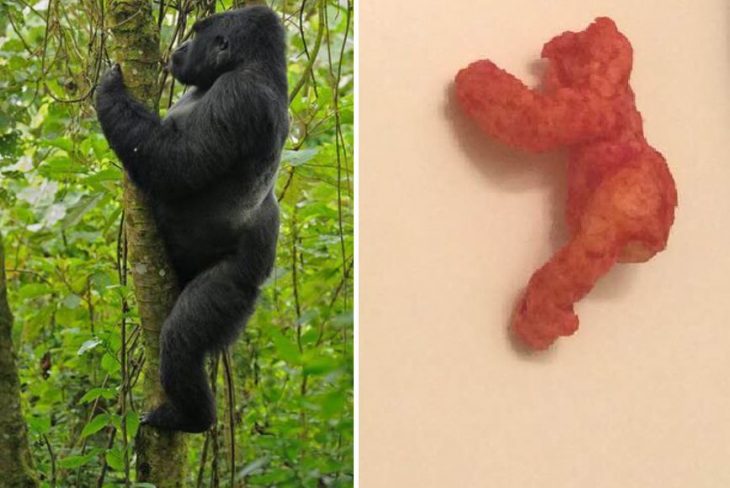 cheeto harambe