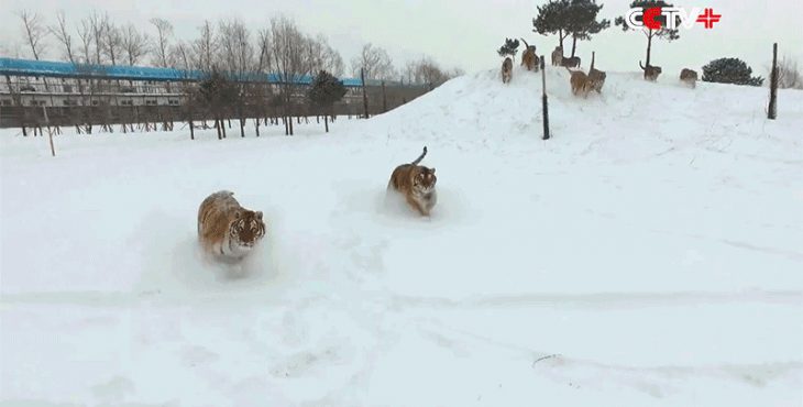 tigres corriendo