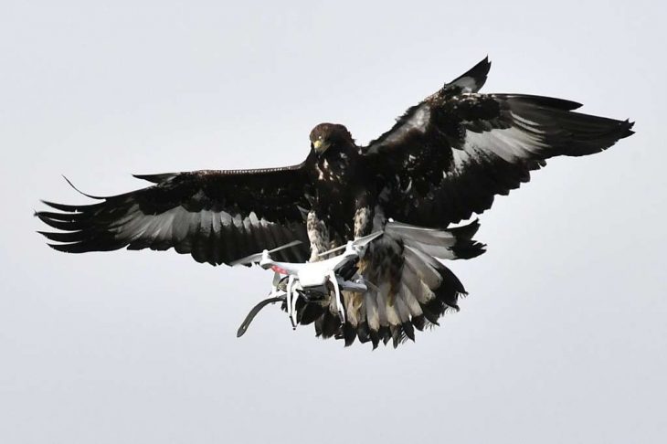 Aguila en vuelo contra drone