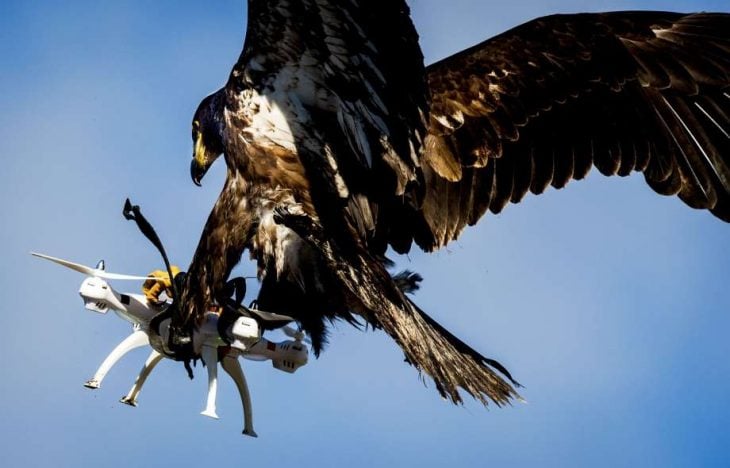 Águila vs drone