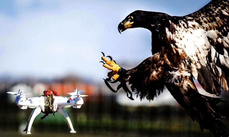 Águila vs drone