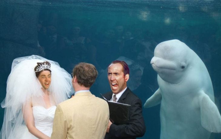 cage beluga 