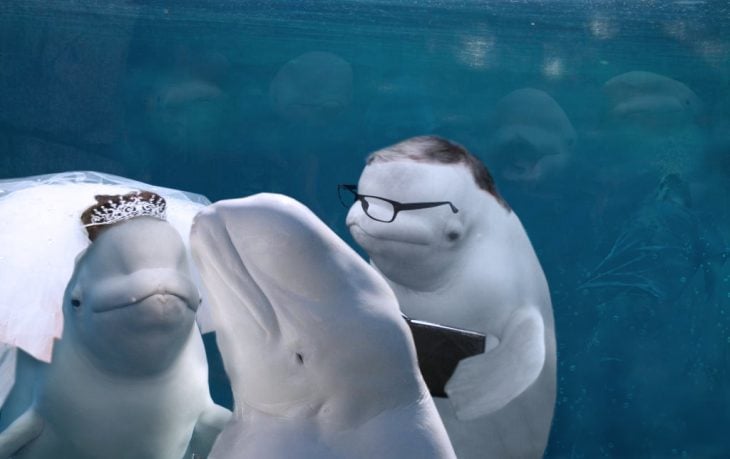 ballena beluga y familia