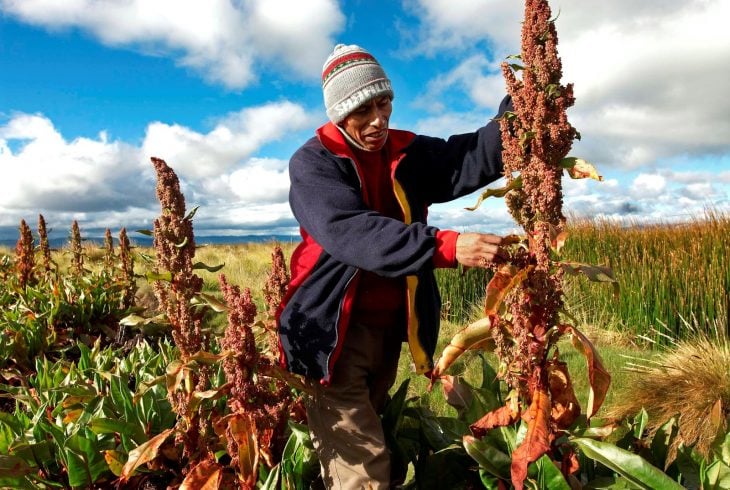 quinoa planta